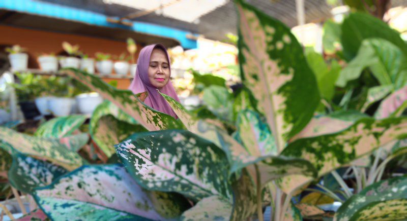 Penjual Tanaman Hias di Bulukumba Keluhkan Mulai Sepi Pembeli, Kadang Tak ada Laku Sehari 