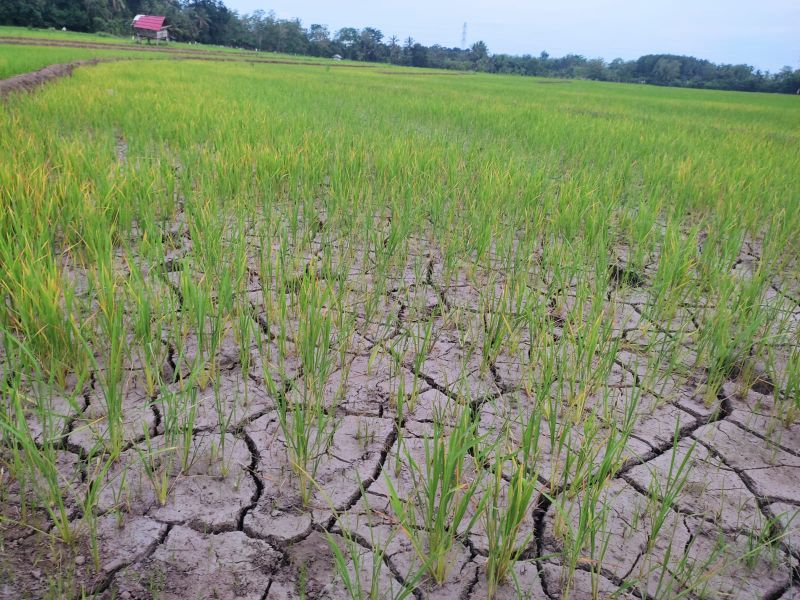 Debit Air Kurang, Puluhan Hektar Sawah di Bontonyeleng Terancam Gagal Panen 