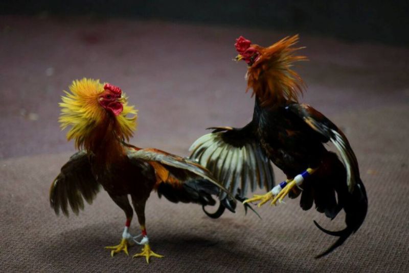 Judi Sabung Ayam di Bontotiro Diduga Dibekingi Oknum Polisi