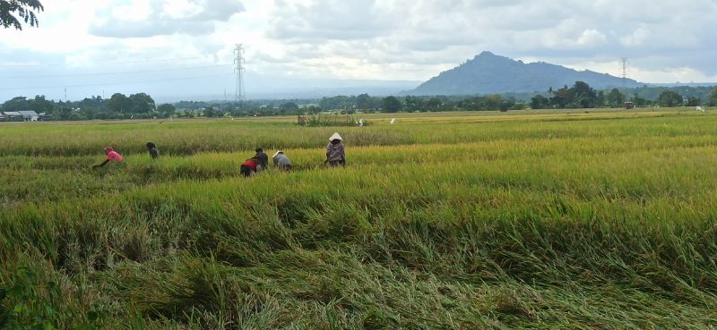 Harga Gabah Naik, Petani di Bulukumba Sumringah