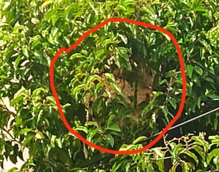 Saran Tawon Raksasa Resahkan Warga Desa Tanah Harapan