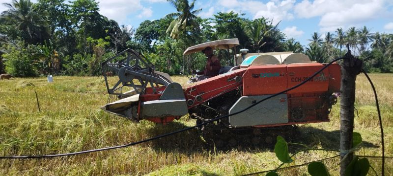 Harga Gabah Mahal di Bulukumba , Petani Senang