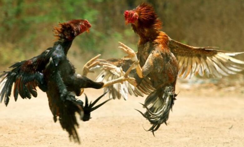 Hukum Sabung Ayam Menurut Islam dan Dalilnya