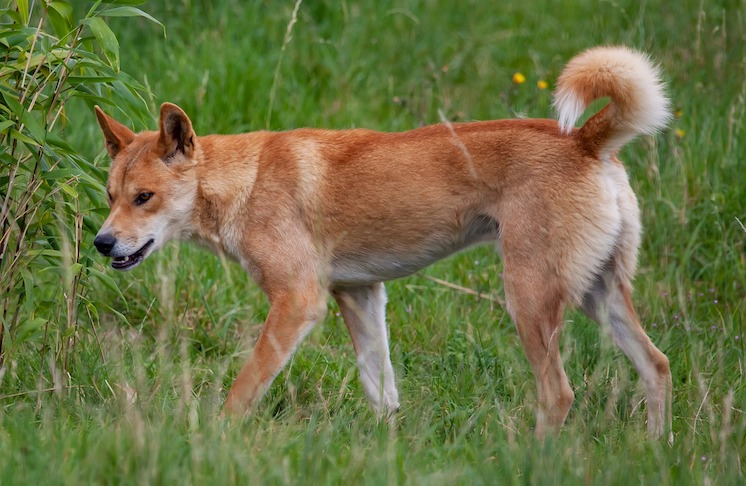 Kisah seekor anjing dan pelacur yang masuk Surga