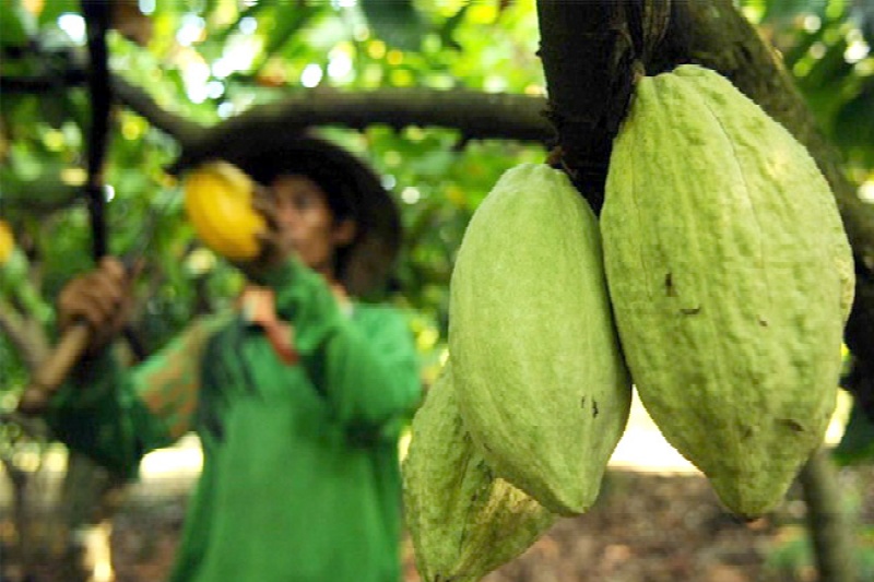 Harga kakao di Bulukumba tembus Rp130 ribu perkilogram