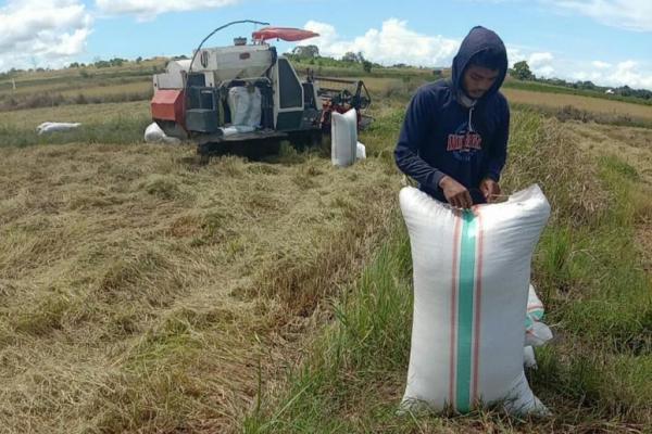 Petani kecewa, harga gabah terus turun diduga permainan Tengkulak