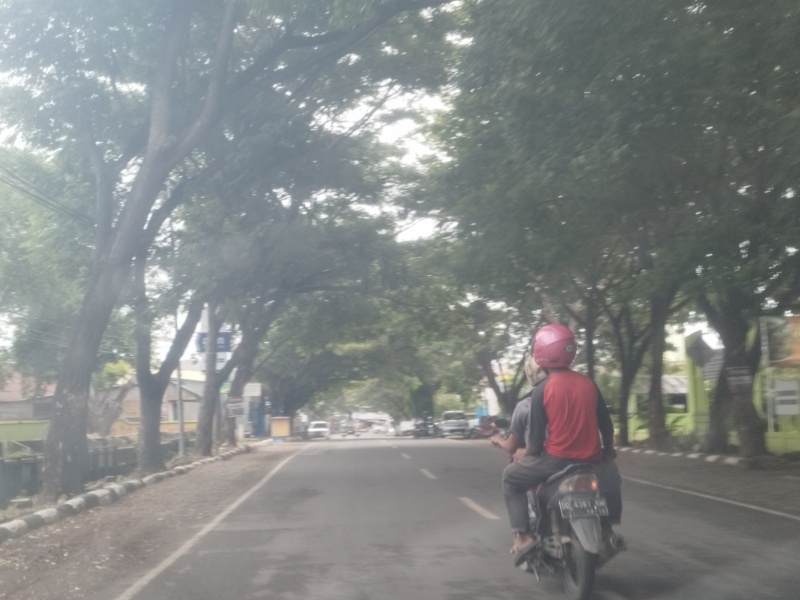 Pengendara Sebut Di Jalan Kusuma Bangsa Caile Banyak Pohon Rawan Tumbang