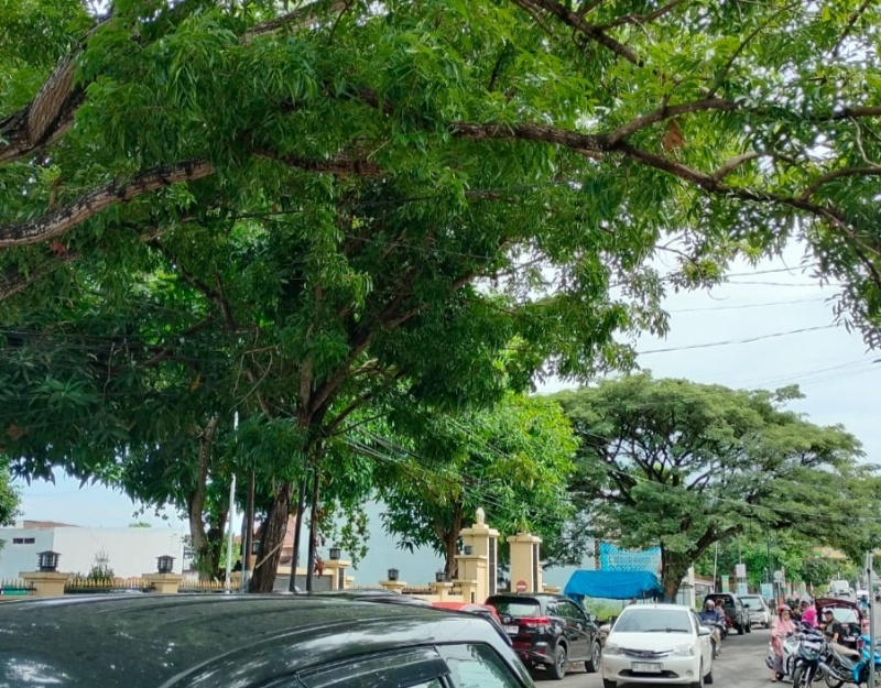 Waspada,160 Pohon Dalam Kota Bulukumba Rawan Tumbang