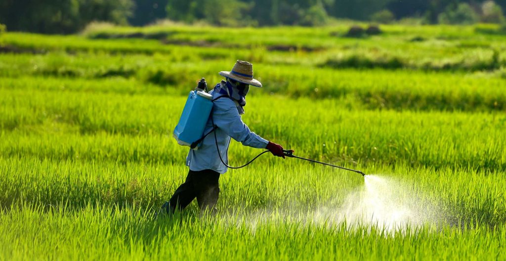 Petani di Bulukumba Keluhkan Harga Pembasmi Rumput Alami Kenaikan