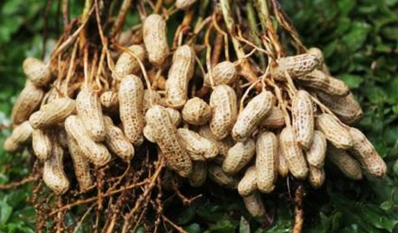 Wow, Petani Di Desa Bontonyeleng Raup Hasil Panen Kacang Tanah Rp 1 Miliar 