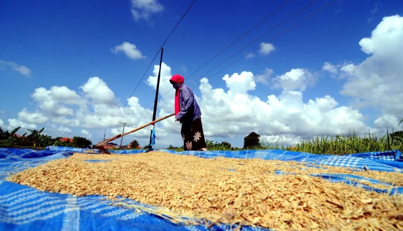Miris, Ada Gabah Petani Dibeli Dengan Harga Rp6.000 Sampai Rp5.800 Perkilogram Di Bulukumba