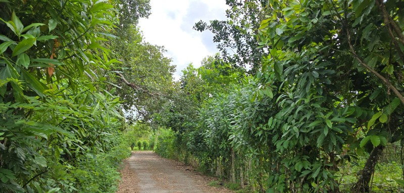Mengungkap Misteri Jalan "Hantu" di Desa Topanda 