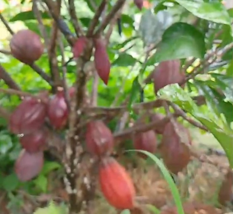 Bibit Kakao MCC 45 Diburu Petani, Diklaim Sudah Berbuah di Umur 1 Tahun 