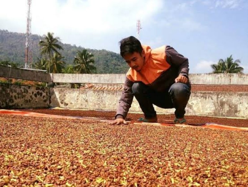 Harga Cengkeh di Bulukumba Tembus Rp115.000 Perkilogram
