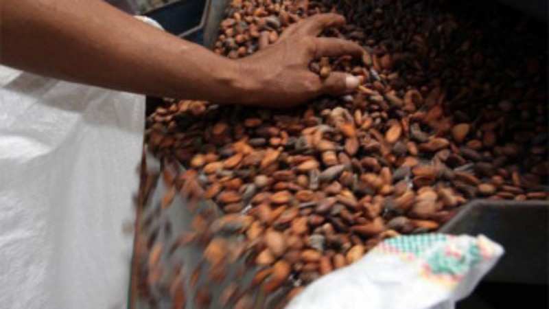 Harga Biji Kakao Turun,Petani di Bulukumba Beralih Tanam Merica