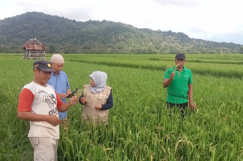 Bibit Padi Bantuan Pemerintah, Petaka Bagi Petani di Bulukumba Terancam Gagal Panen