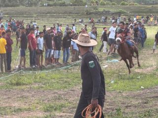 Kuda Pacuan Dari Luar Bulukumba Sudah Berdatangan di Bontonyeleng