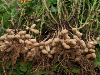 Harga Kacang Tanah di Bulukumba Tembus Rp630 Per karung