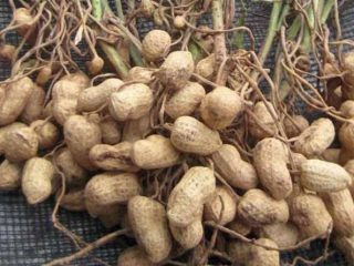 Wow, Harga Kacang Tanah di Bulukumba Tembus Rp900 Ribu