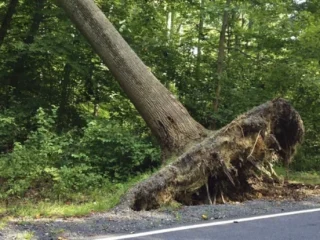 DLHK Petakan Kawasan Rawan Pohon Tumbang di Kota Bulukumba