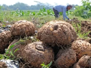 Harga Turun, Petani Porang di Bulukumba Menjerit 