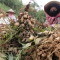 Harga Kacang Tanah di Bulukumba Tembus Rp800 Ribu Perkarung
