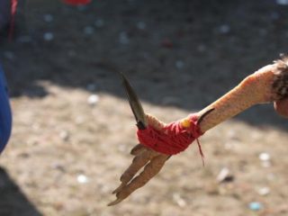 Arena Judi Sabung Ayam Di Bukit Harapan Juga Diduga Jadi Tempat Peredaran Narkoba