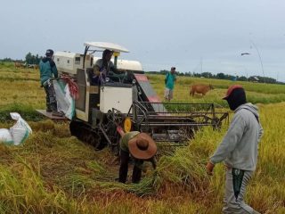 Harga Gabah Terus Naik di Bulukumba, Sudah Tembus Rp7000 Per Kilogram