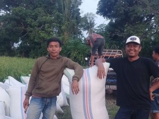 Harga Gabah di Bulukumba Bervariasi
