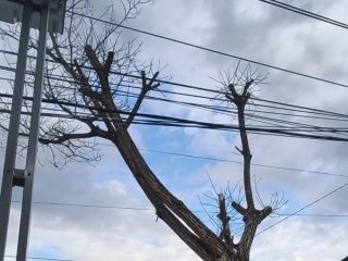Waspada Melintas di Jalan Kusuma Bangsa Caile,Ada Pohon Besar Rawan Tumbang