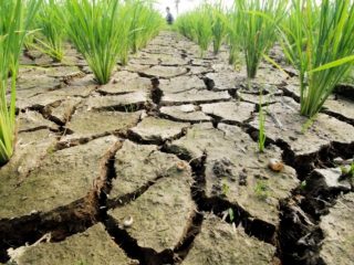 Ribuan Hektare Sawah di Bulukumba Tahun ini Terancam Dilanda Kekeringan