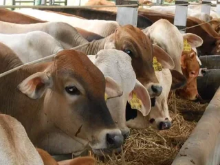 Diduga, Sapi Curian Dipotong lalu Dijual di Pasar Sentral Bulukumba, Pelaku Ditangkap Polisi