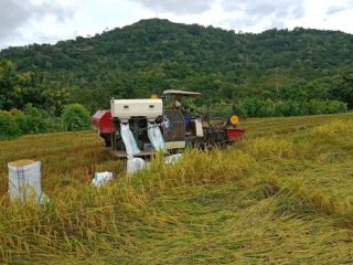 Panen Raya, Harga Gabah Anjlok di Bulukumba