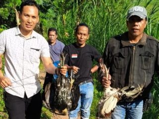 Gerebek Arena Judi Sabung Polisi Hanya Temukan Ayam dan Sepeda Motor Pelaku 