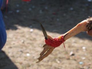 Ada Pembiaran, Arena Judi Sabung Ayam Batas Desa Bukit Harapan Anrang Diduga Beroperasi Lagi