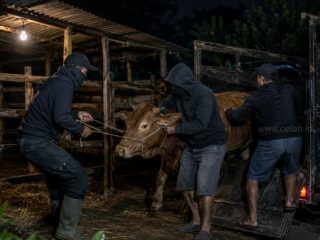 Pencurian Ternak Marak, Laporan Warga Bulukumpa Mandek di Kantor Polisi